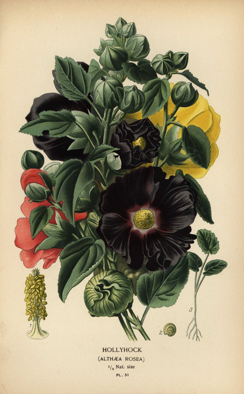 Hollyhock, Alcea rosea. alkotó: Désiré Georges Jean Marie Bois