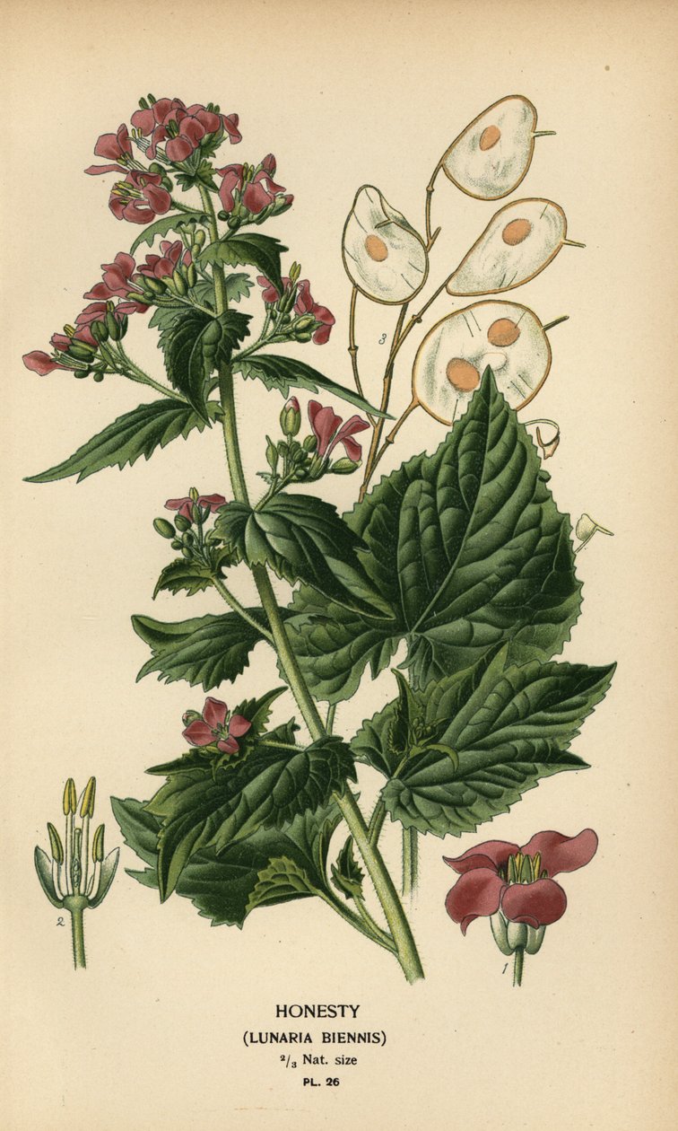 Őszintén, Lunaria annua. alkotó: Désiré Georges Jean Marie Bois