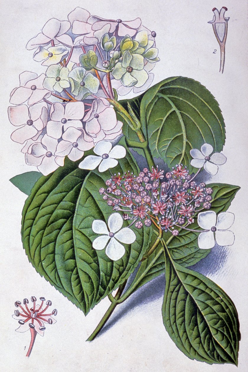 Hortenzia, XX. század eleje (illusztráció) alkotó: Désiré Georges Jean Marie Bois