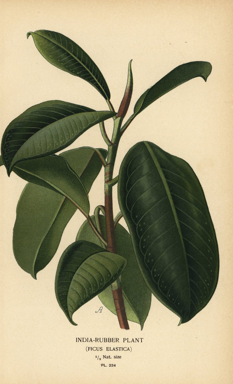 India-rubber plant, Ficus elastica. Chromolithograph from an illustration by Desire Bois from Edward Step’s Favourite Flowers of Garden and Greenhouse, Frederick Warne, London   1411493   hu       hungarian Successfully Translated  Original: Study of a sto alkotó: Désiré Georges Jean Marie Bois