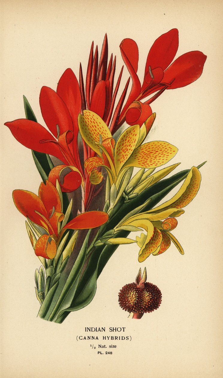Indiai shot, Canna indica hibridek. Kromolitográfia Desire Bois illusztrációjából Edward Step kedvenc virágai a kertből és az üvegházból, Frederick Warne, London alkotó: Désiré Georges Jean Marie Bois