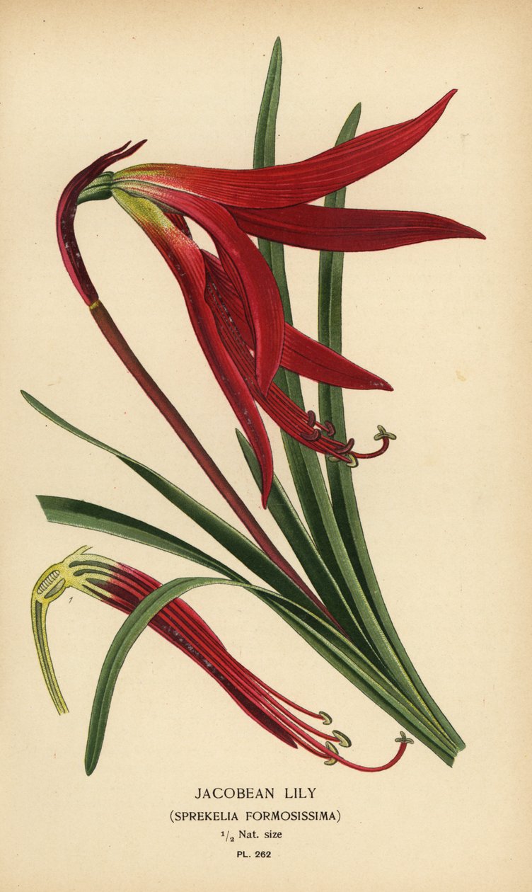 Jakab liliom, Sprekelia formosissima. Kromolitográfia Desire Bois illusztrációjából Edward Step kedvenc virágai a kertből és az üvegházból, Frederick Warne, London alkotó: Désiré Georges Jean Marie Bois
