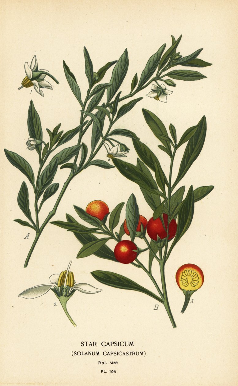 Jeruzsálemi cseresznye, Solanum pseudocapsicum var. diflores alkotó: Désiré Georges Jean Marie Bois