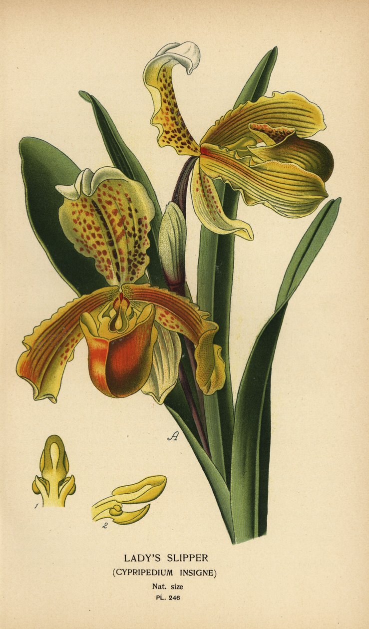 Női papucsorchidea, Paphiopedilum insigne (Cypripedium insigne). Kromolitográfia Desire Bois illusztrációjából Edward Step kedvenc virágai a kertből és az üvegházból, Frederick Warne, London alkotó: Désiré Georges Jean Marie Bois