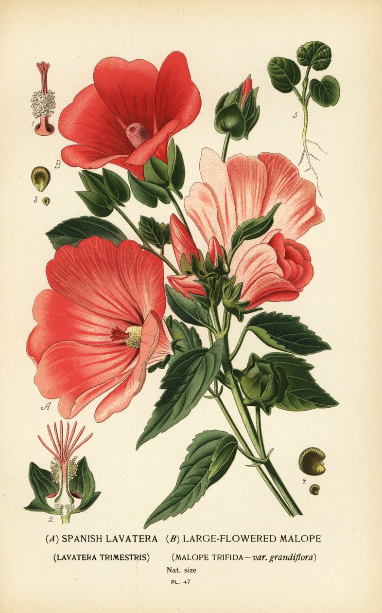 Lavatera trimestris és Malope trifida. alkotó: Désiré Georges Jean Marie Bois