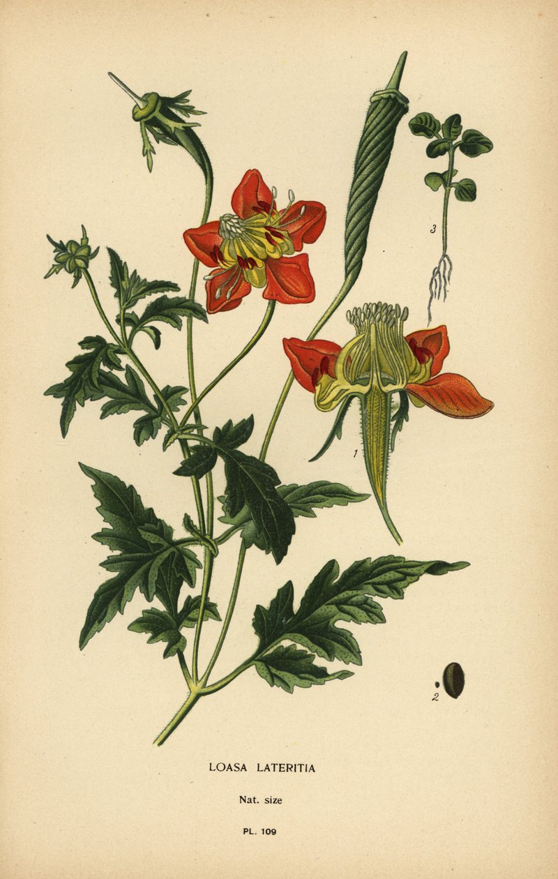 Loasa lateritia. alkotó: Désiré Georges Jean Marie Bois