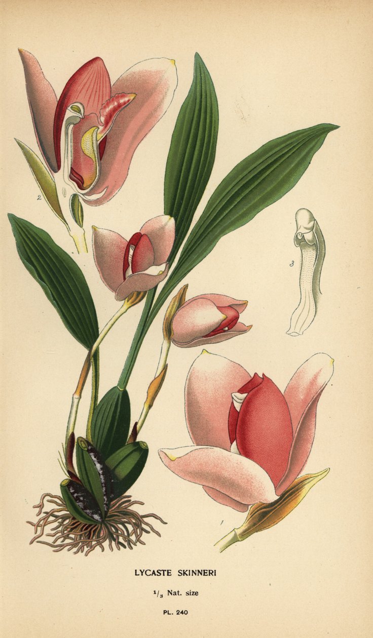 Lycaste virginalis orchidea (Lycaste skinneri). Kromolitográfia Desire Bois illusztrációjából Edward Step kedvenc virágai a kertből és az üvegházból, Frederick Warne, London alkotó: Désiré Georges Jean Marie Bois