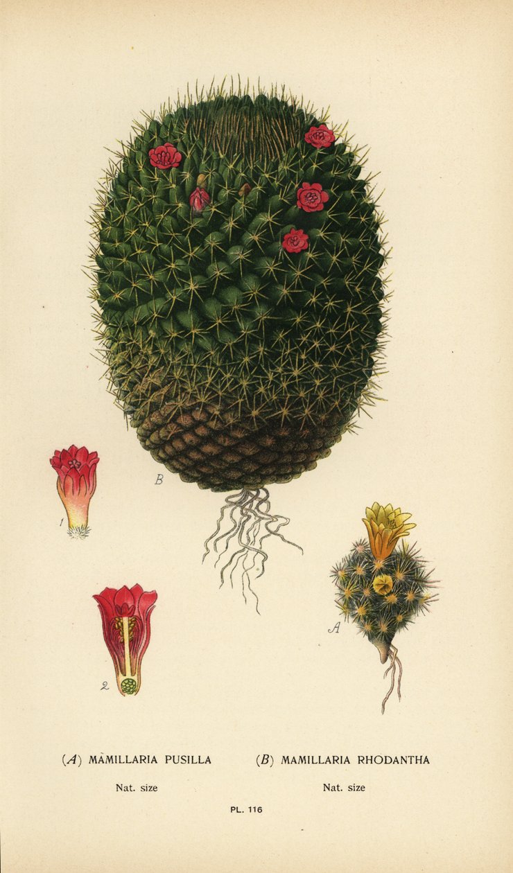 Mammillaria prolifera és Mammillaria rhodantha. alkotó: Désiré Georges Jean Marie Bois