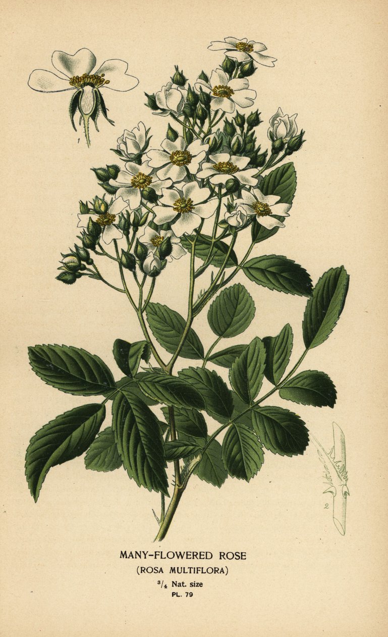 Sokvirágú rózsa, Rosa multiflora. alkotó: Désiré Georges Jean Marie Bois