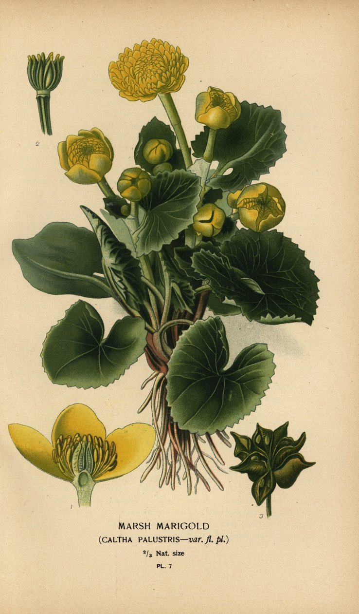 Mocsári körömvirág, Caltha palustris. alkotó: Désiré Georges Jean Marie Bois