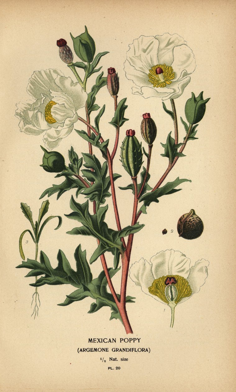 Mexikói mák, Argemone grandiflora. alkotó: Désiré Georges Jean Marie Bois