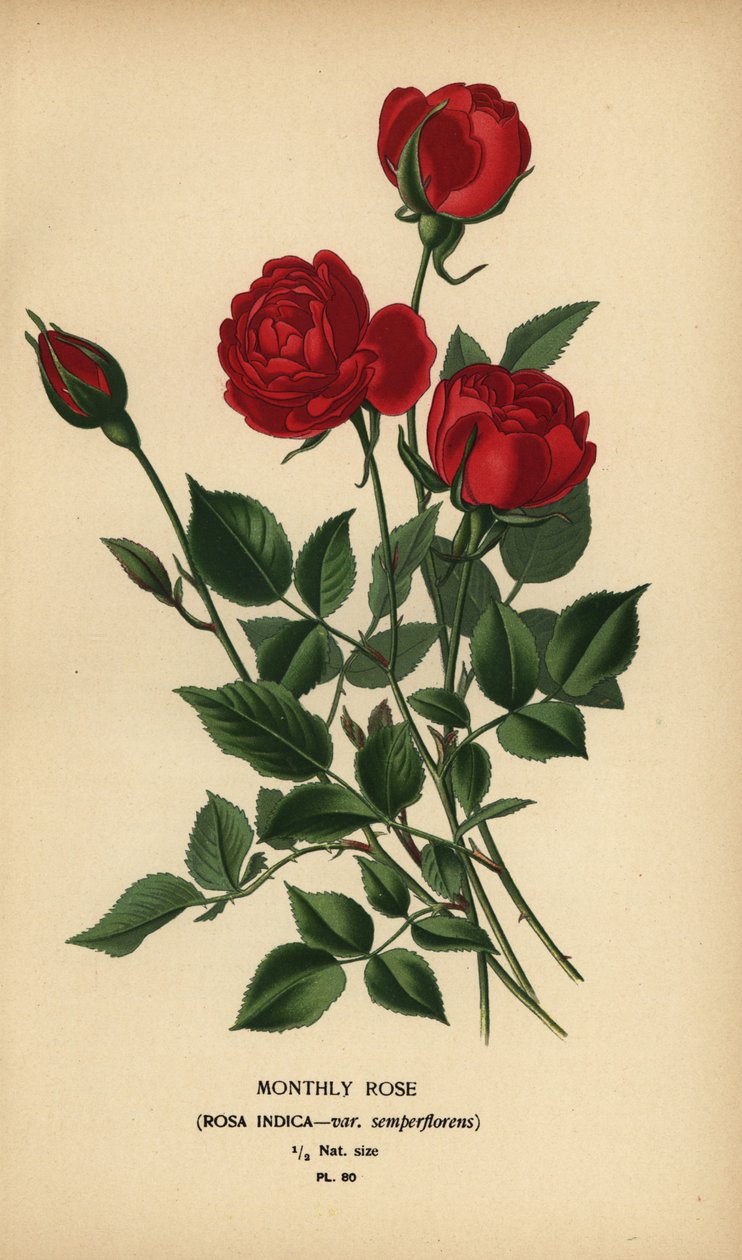 Havi rózsa, Rosa chinensis var. semperflorens. alkotó: Désiré Georges Jean Marie Bois