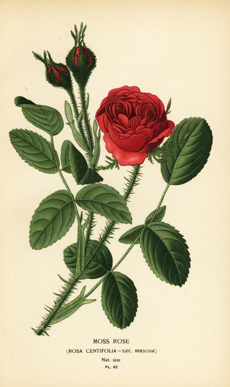 Moharózsa, Rosa centifolia var. pézsma alkotó: Désiré Georges Jean Marie Bois