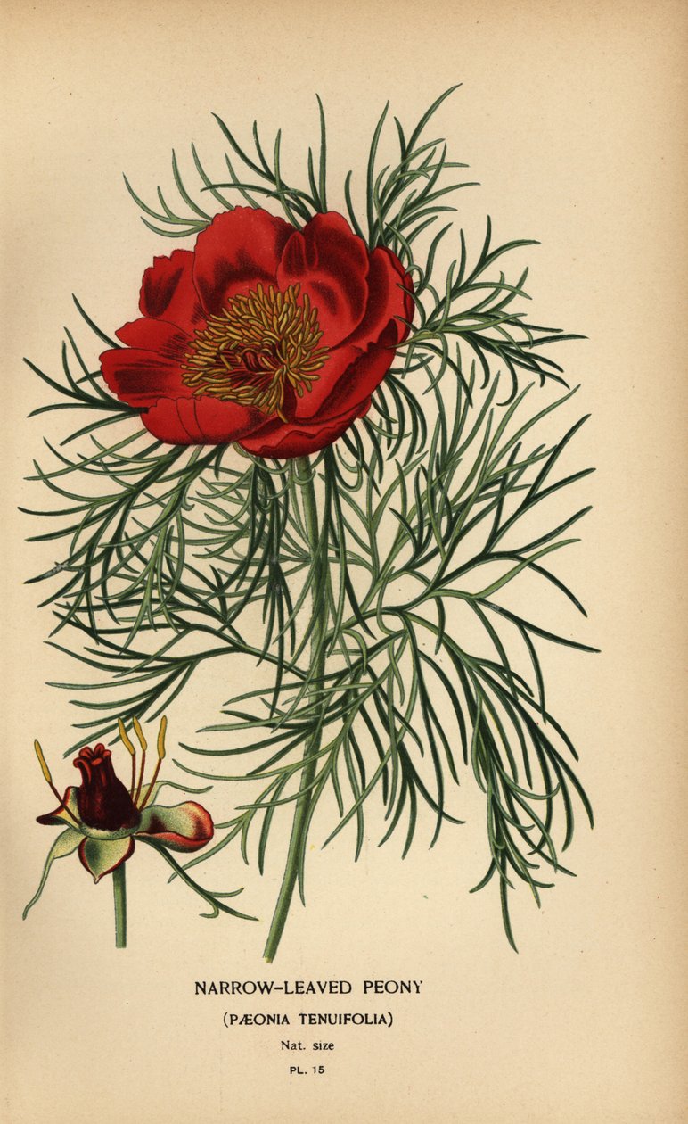 keskeny levelű bazsarózsa, Paeonia tenuifolia, alkotó: Désiré Georges Jean Marie Bois