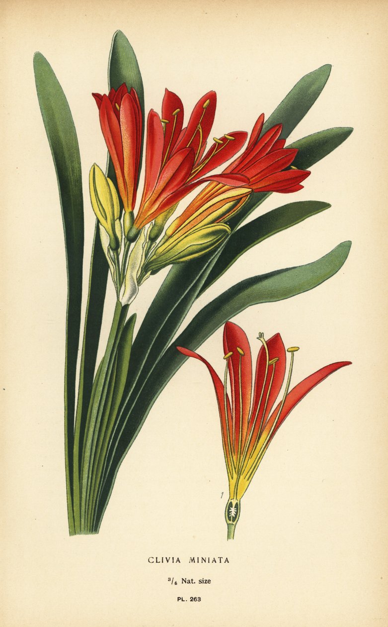 Natal liliom vagy bozótliliom, Clivia miniata. Kromolitográfia Desire Bois illusztrációjából Edward Step kedvenc virágai a kertből és az üvegházból, Frederick Warne, London alkotó: Désiré Georges Jean Marie Bois