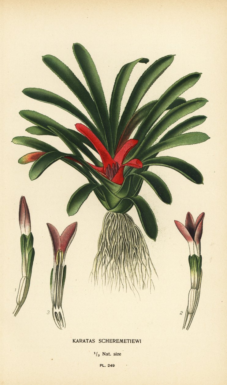 Nidularium scheremetiewii (Karatas scheremetiewi). Kromolitográfia Desire Bois illusztrációjából Edward Step kedvenc virágai a kertből és az üvegházból, Frederick Warne, London alkotó: Désiré Georges Jean Marie Bois
