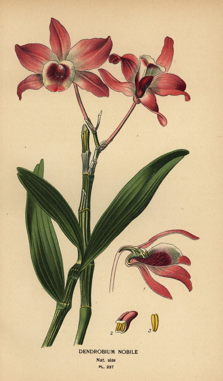 Nemes dendrobium orchidea, Dendrobium nobile. Kromolitográfia Desire Bois illusztrációjából Edward Step kedvenc virágai a kertből és az üvegházból, Frederick Warne, London alkotó: Désiré Georges Jean Marie Bois