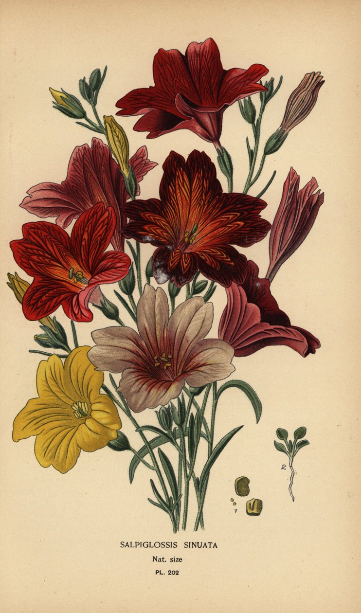 Festett nyelv vagy bársony trombitavirág, Salpiglossis sinuata. alkotó: Désiré Georges Jean Marie Bois