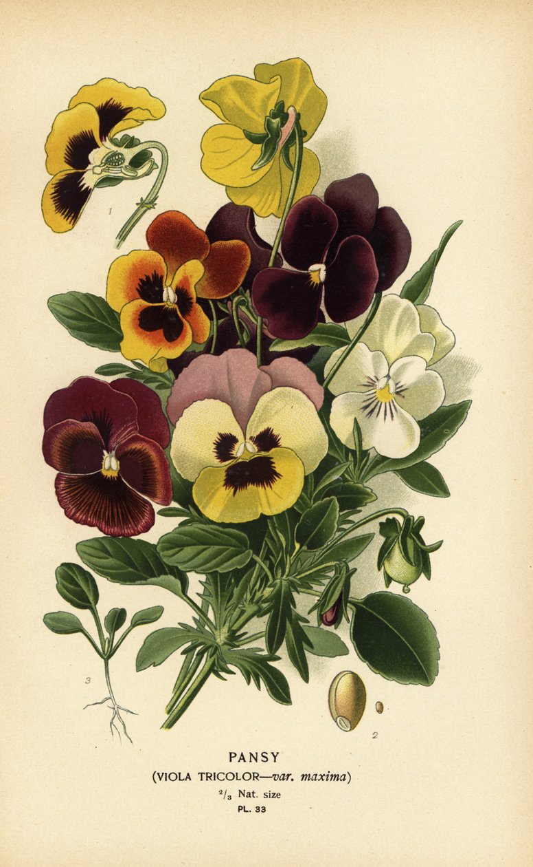 Árvácska, Viola tricolor. alkotó: Désiré Georges Jean Marie Bois