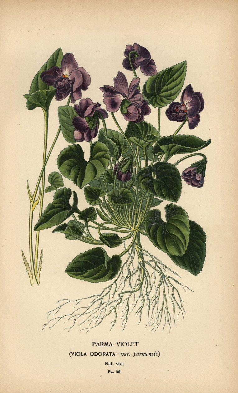 Pármai ibolya, Viola illatú. alkotó: Désiré Georges Jean Marie Bois