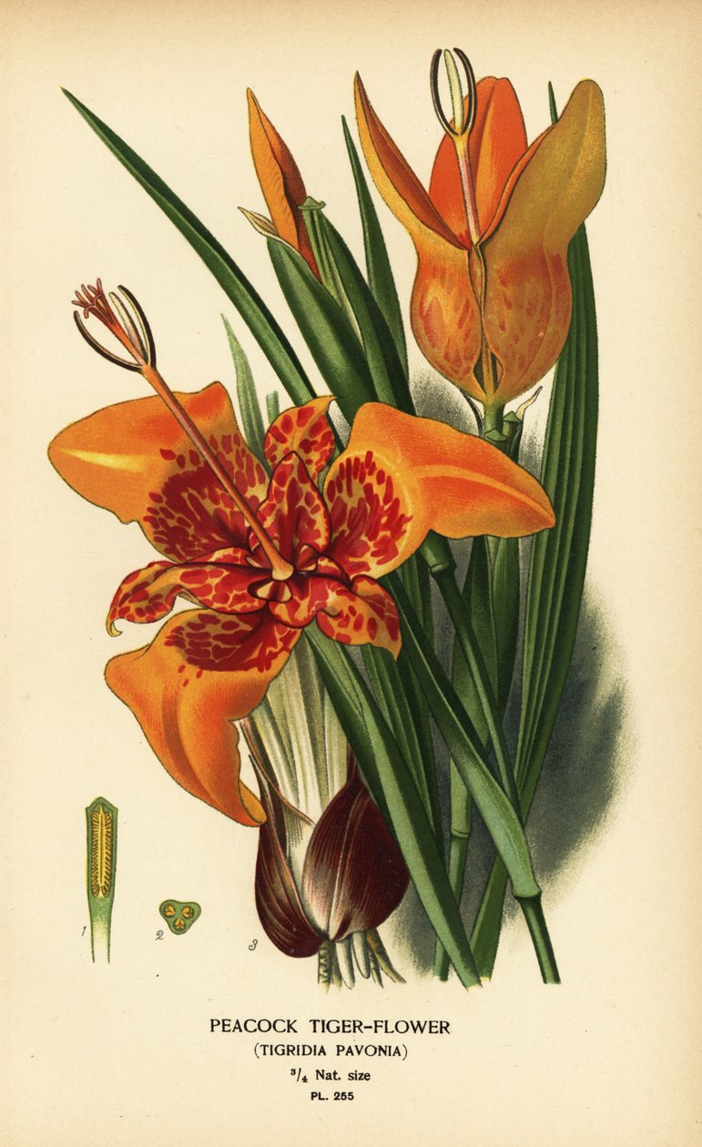 Pávatigris virág, Tigridia pavonia. Kromolitográfia Desire Bois illusztrációjából Edward Step kedvenc virágai a kertből és az üvegházból, Frederick Warne, London alkotó: Désiré Georges Jean Marie Bois
