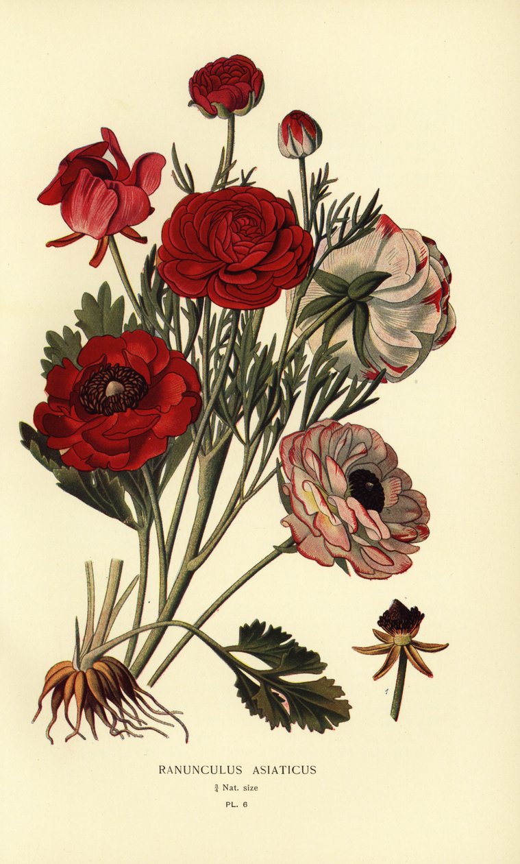 Perzsa boglárka, Ranunculus asiatica. alkotó: Désiré Georges Jean Marie Bois