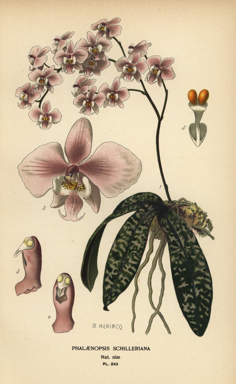 Phalaenopsis schilleriana orchidea. Kromolitográfia B. Herincq illusztrációjából, Edward Step kedvenc virágai a kertből és az üvegházból, Frederick Warne, London alkotó: Désiré Georges Jean Marie Bois