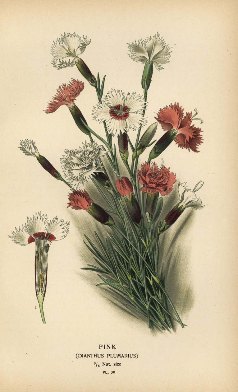 Rózsaszín, Dianthus plumarius. alkotó: Désiré Georges Jean Marie Bois