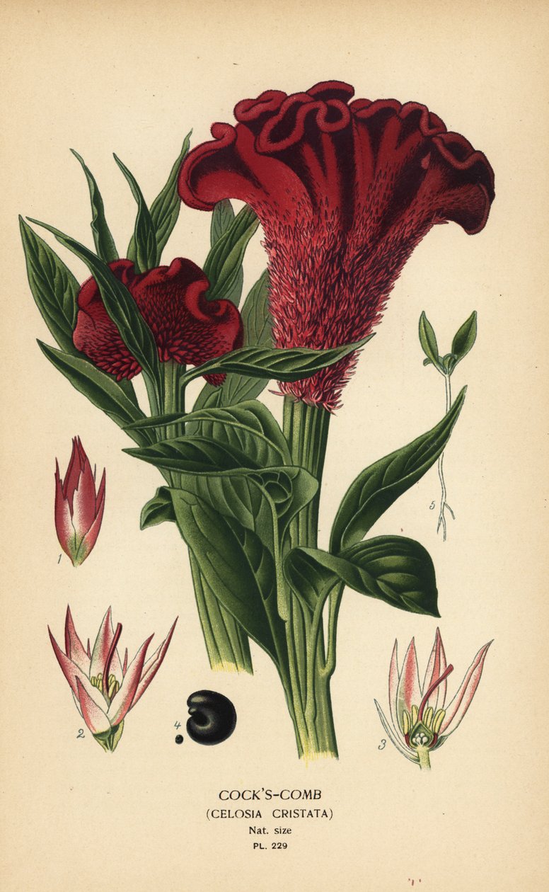 Tollas kakasfésű vagy ezüst kakasfésű, Celosia argentea (Kakasfésű, Celosia cristata). Kromolitográfia Desire Bois illusztrációjából Edward Step kedvenc virágai a kertből és az üvegházból, Frederick Warne, London alkotó: Désiré Georges Jean Marie Bois