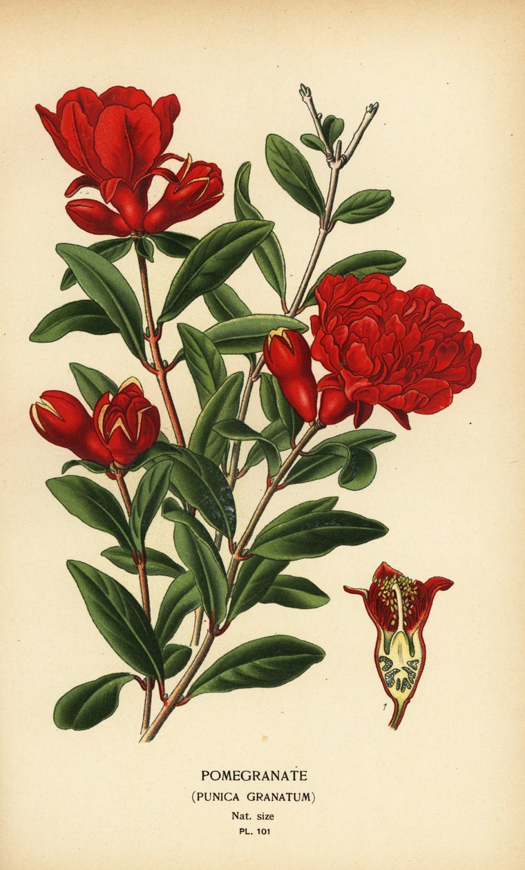 Gránátalma, Punica granatum. alkotó: Désiré Georges Jean Marie Bois