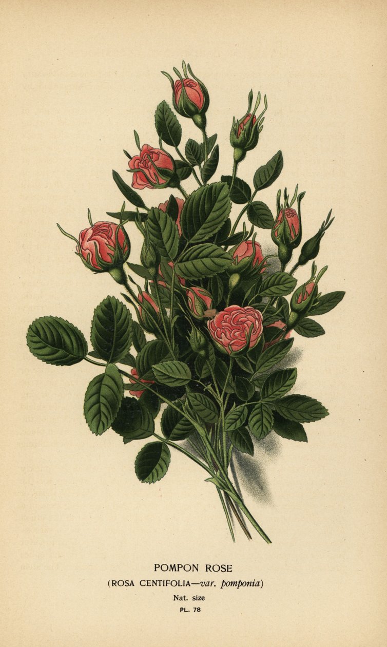 Pompon rózsa, Rosa centifolia var. pompon. alkotó: Désiré Georges Jean Marie Bois
