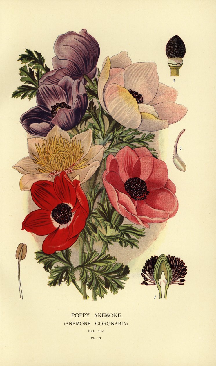 Mákos kökörcsin, Anemone coronaria. alkotó: Désiré Georges Jean Marie Bois