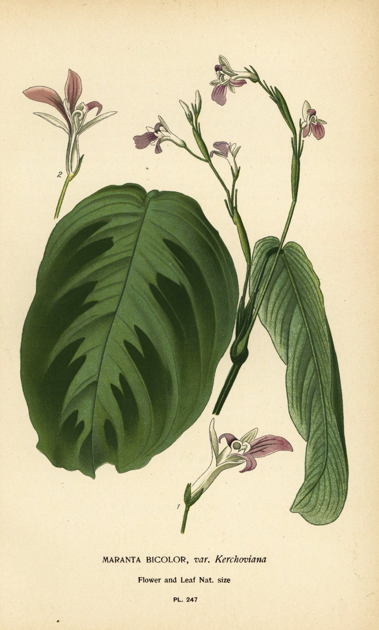 Imanövény, Maranta leuconeura (Maranta bicolor var. Kerchoviana). Kromolitográfia Desire Bois illusztrációjából Edward Step kedvenc virágai a kertből és az üvegházból, Frederick Warne, London alkotó: Désiré Georges Jean Marie Bois