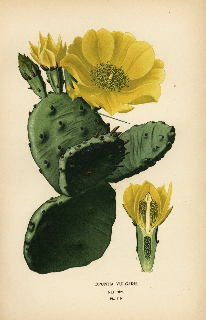 Fügekaktusz vagy indiai füge opuntia, Opuntia ficus-indica alkotó: Désiré Georges Jean Marie Bois