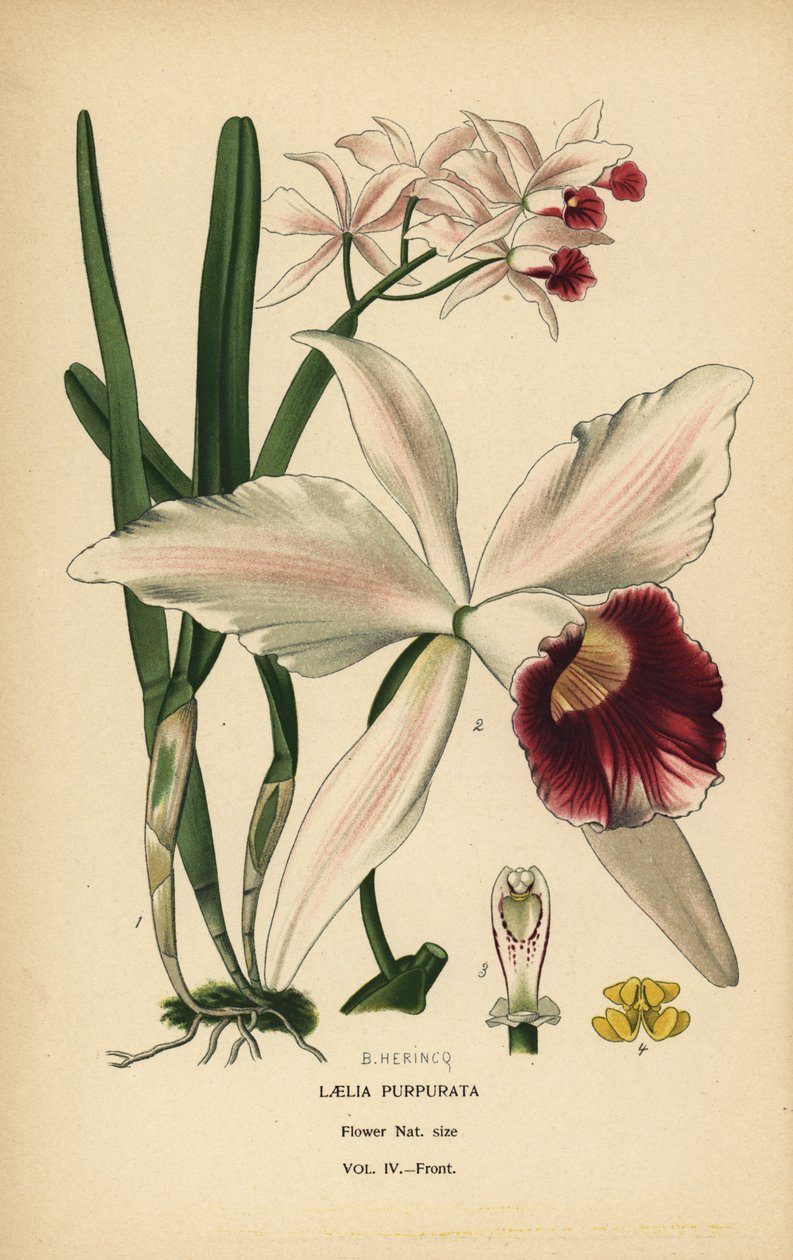 Purple-stained laelia orchid, Cattleya purpurata (Laelia purpurata). Chromolithograph from an illustration by B. Herincq from Edward Step’s Favourite Flowers of Garden and Greenhouse, Frederick Warne, London   1401178   hu       hungarian Successfully Tran alkotó: Désiré Georges Jean Marie Bois