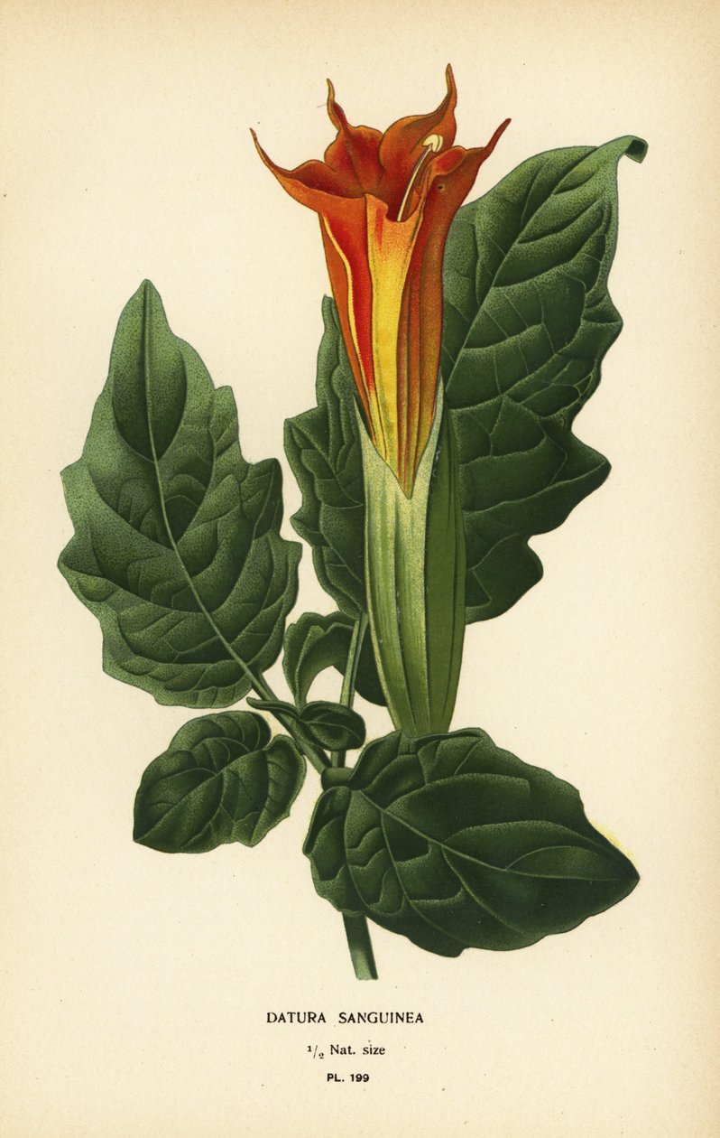 Vörös angyal trombita, Brugmansia sanguinea. Kihalt. alkotó: Désiré Georges Jean Marie Bois