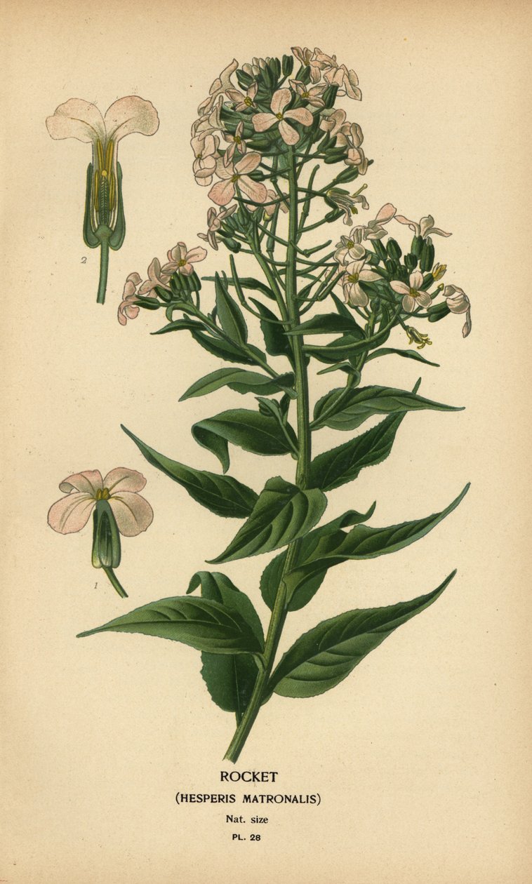 Rakéta, Hesper matrónája. alkotó: Désiré Georges Jean Marie Bois