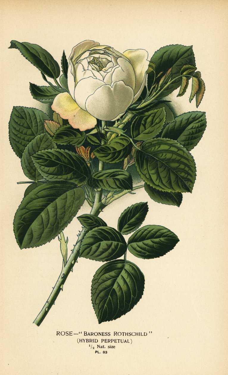 Rothschild rózsabárónő, örök hibrid. alkotó: Désiré Georges Jean Marie Bois