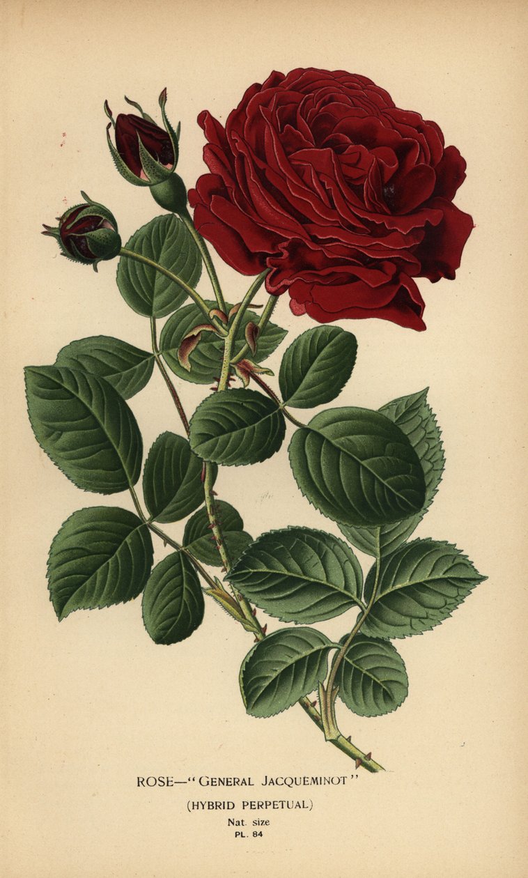 Rose General Jacqueminot, hibrid örökös. alkotó: Désiré Georges Jean Marie Bois