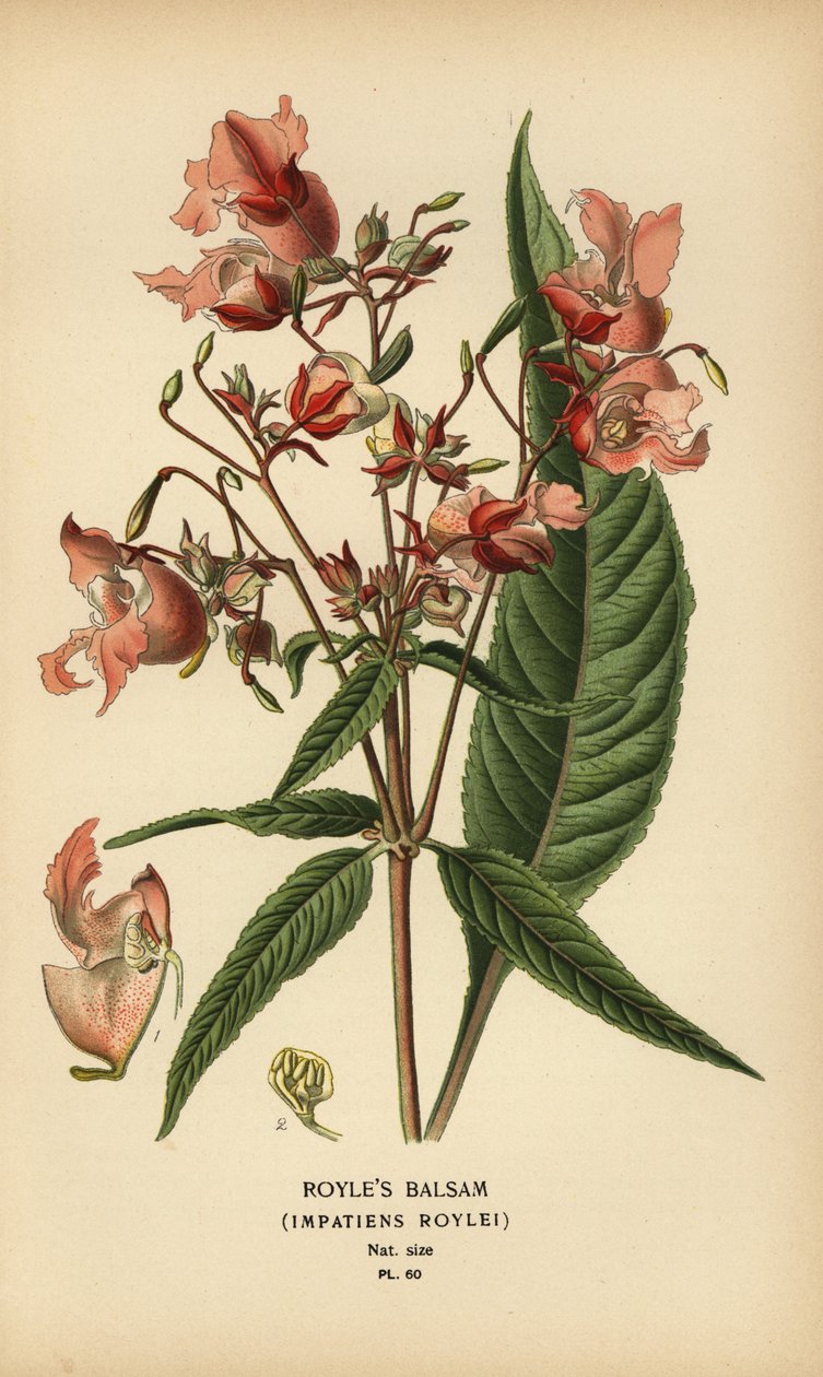 Royle balzsam, Impatiens roylei. alkotó: Désiré Georges Jean Marie Bois