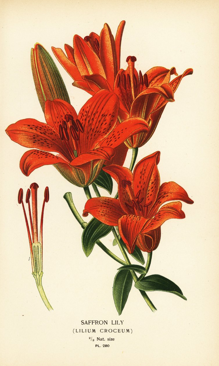 Sáfrány liliom, Lilium croceum. Kromolitográfia Desire Bois illusztrációjából Edward Step kedvenc virágai a kertből és az üvegházból, Frederick Warne, London alkotó: Désiré Georges Jean Marie Bois