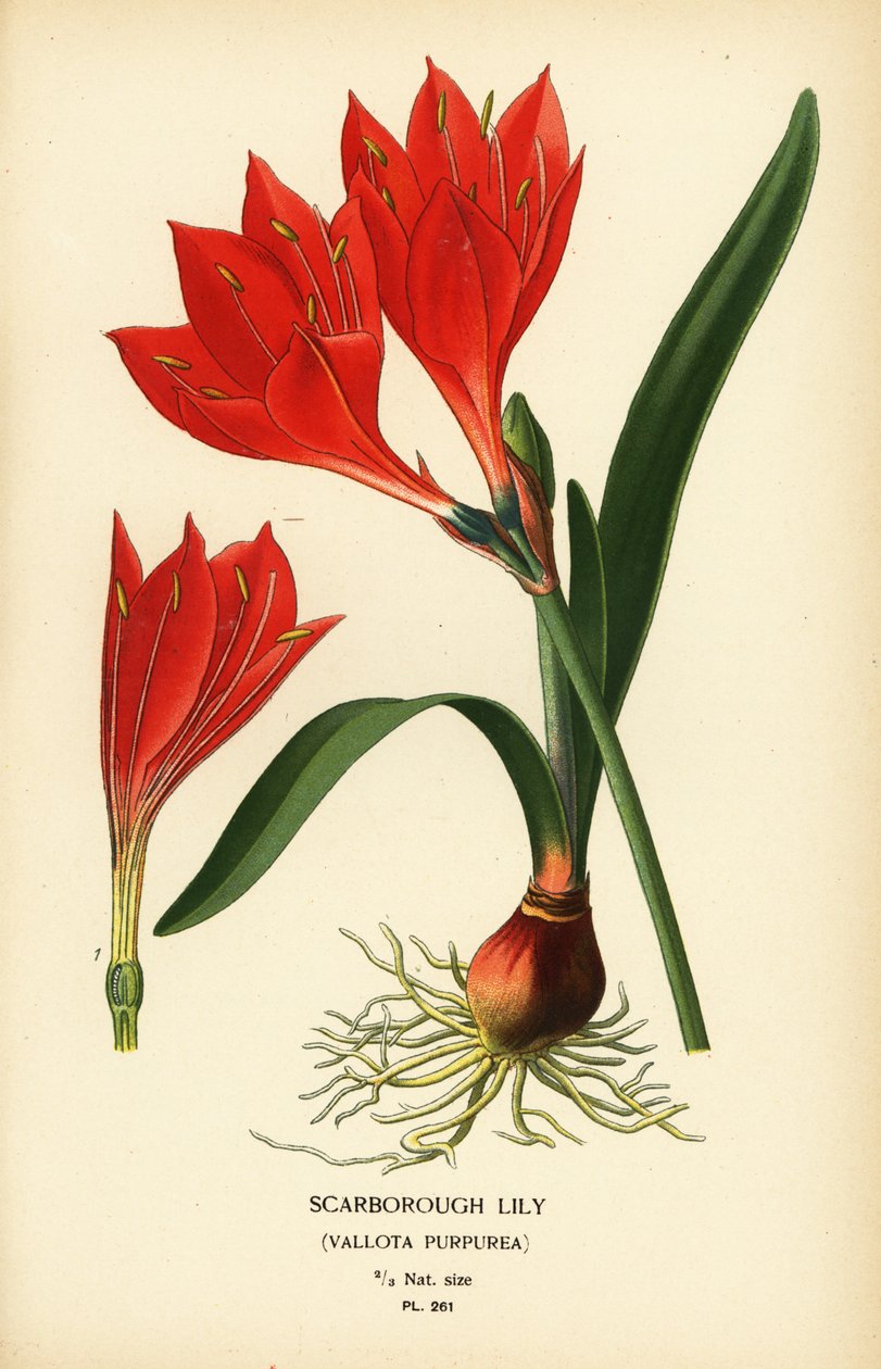 Scarborough liliom, Cyrtanthus elatus (Vallota purpurea). Kromolitográfia Desire Bois illusztrációjából Edward Step kedvenc virágai a kertből és az üvegházból, Frederick Warne, London alkotó: Désiré Georges Jean Marie Bois
