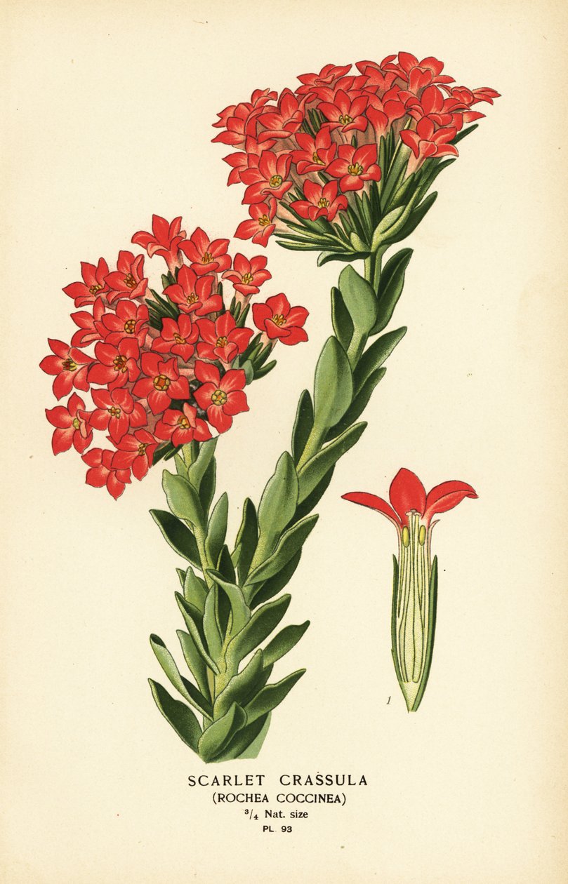 Scarlet carrula, Crassula coccinea. alkotó: Désiré Georges Jean Marie Bois