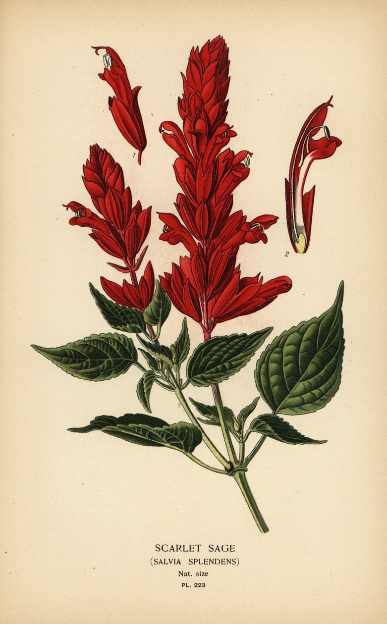 Skarlát zsálya, Salvia splendens. Kromolitográfia Desire Bois illusztrációjából Edward Step kedvenc virágai a kertből és az üvegházból, Frederick Warne, London alkotó: Désiré Georges Jean Marie Bois