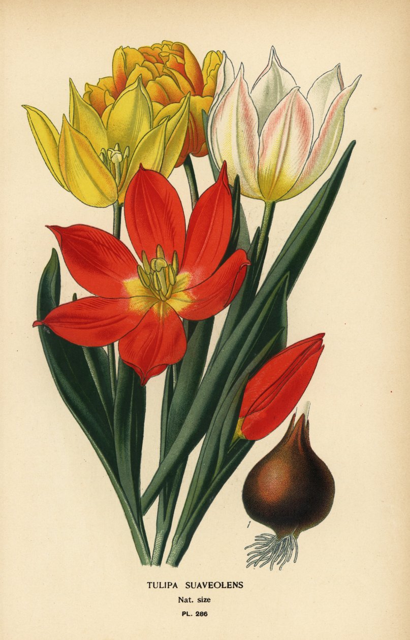 Schrenck tulipán, Tulipa suaveolens vagy Tulipa schrenkii. Kromolitográfia Desire Bois illusztrációjából Edward Step kedvenc virágai a kertből és az üvegházból, Frederick Warne, London alkotó: Désiré Georges Jean Marie Bois