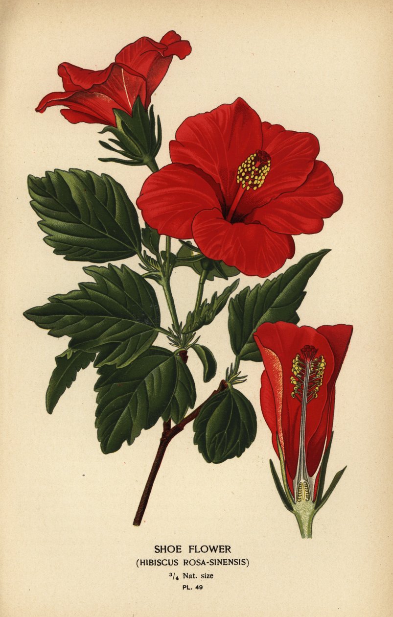 Cipővirág vagy kínai rózsa, Hibiscus rosa-sinensis. alkotó: Désiré Georges Jean Marie Bois