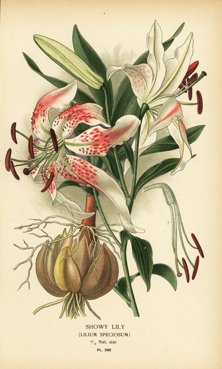 Mutatós liliom, Lilium speciosum. Kromolitográfia Desire Bois illusztrációjából Edward Step kedvenc virágai a kertből és az üvegházból, Frederick Warne, London alkotó: Désiré Georges Jean Marie Bois