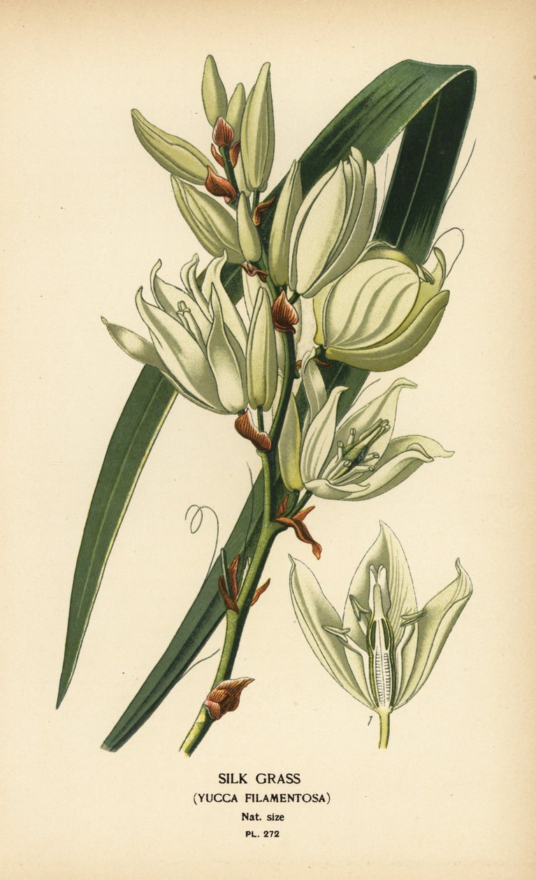 Selyemfű, Yucca filamentosa. Kromolitográfia Desire Bois illusztrációjából Edward Step kedvenc virágai a kertből és az üvegházból, Frederick Warne, London alkotó: Désiré Georges Jean Marie Bois
