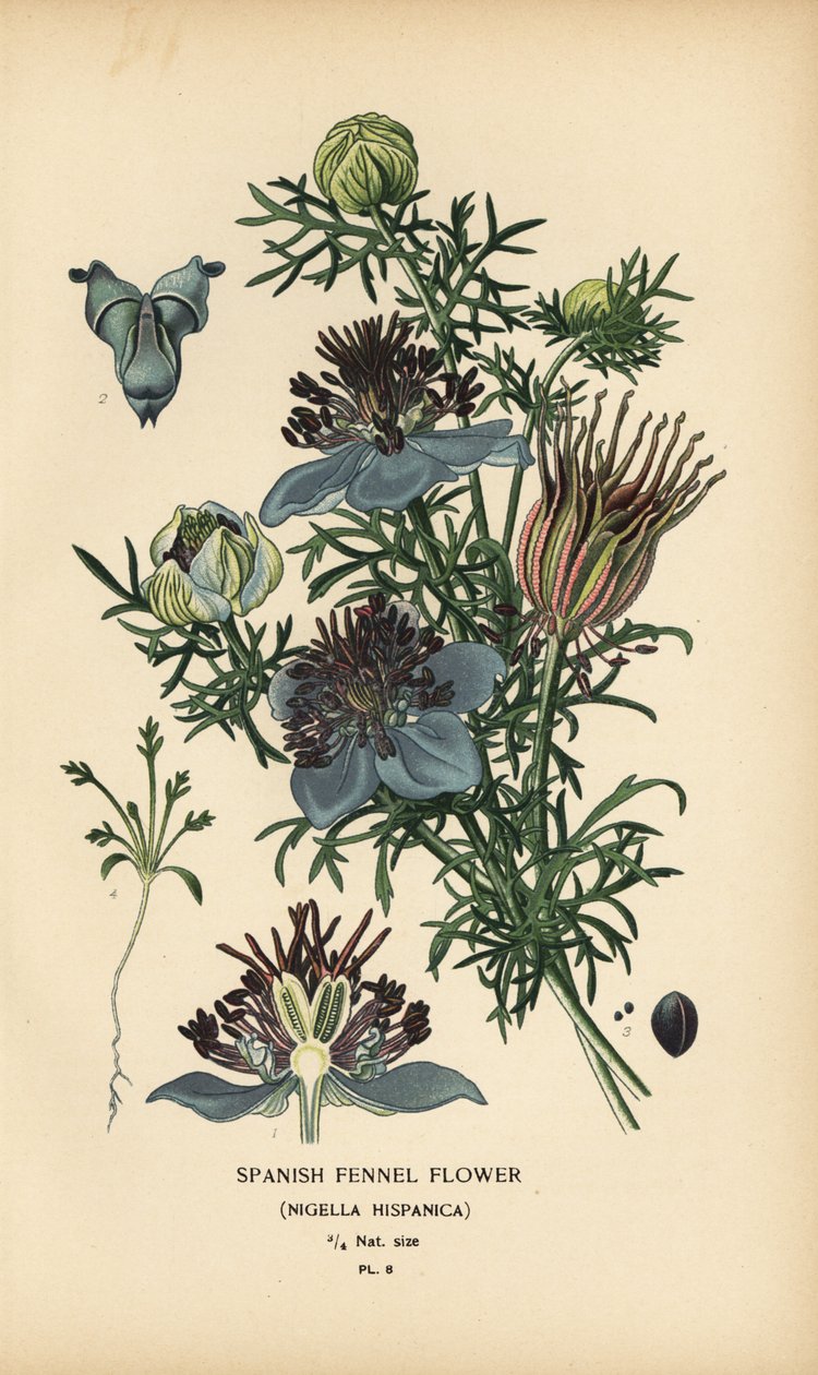 Spanyol édeskömény, Nigella hispanica. alkotó: Désiré Georges Jean Marie Bois