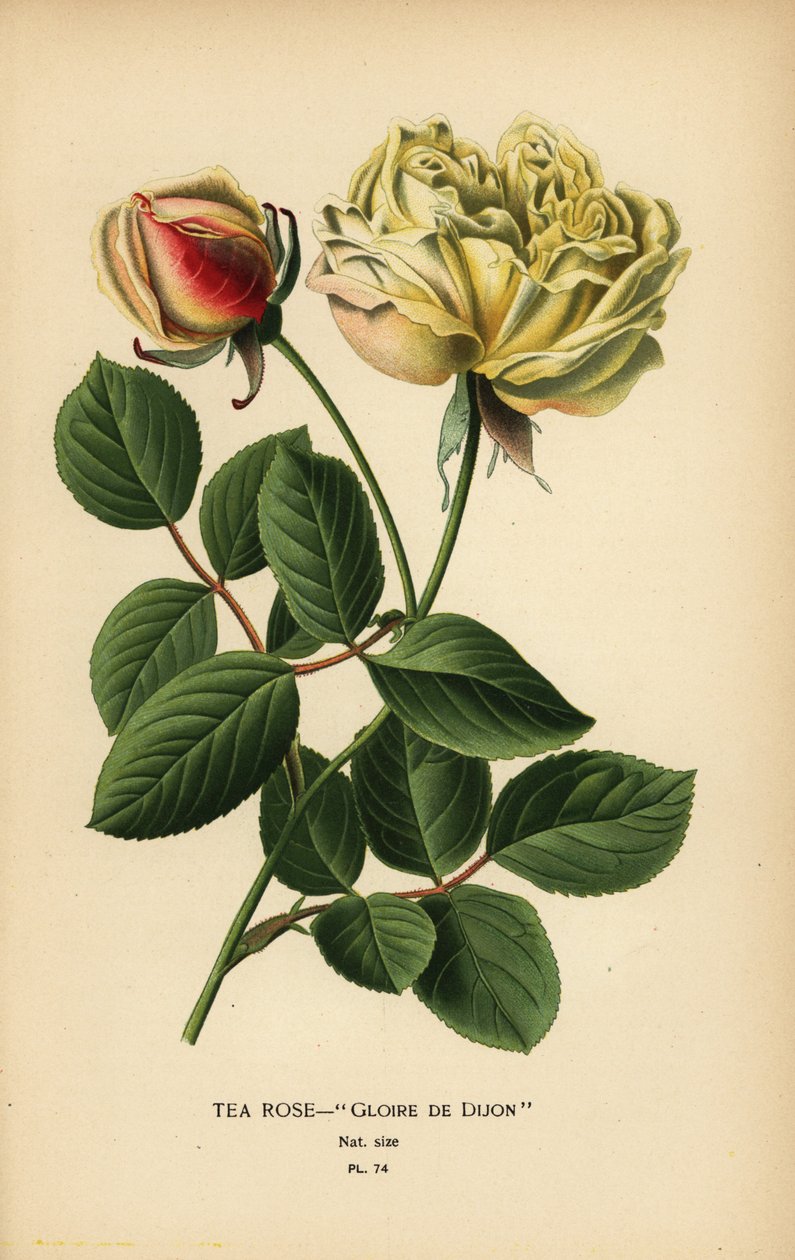 Tearózsa hibrid, Gloire de Dijon, Rosa × odorata. alkotó: Désiré Georges Jean Marie Bois